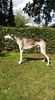 Profile picture of the animal