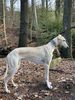 Profile picture of the animal